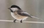 Chickadee