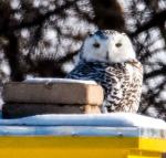 Snowy Owl