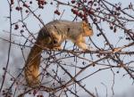 Red Squirrel