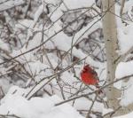 Cardinal