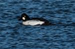 Common Goldeneye