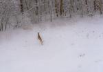 Last Snow