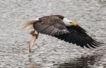 Catching fish