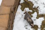 Opossum in our backyard