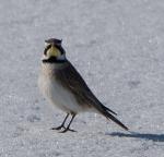 Horned Lark