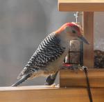 Red-Bellied Woodpecker