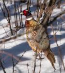 Pheasant