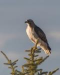 Hawk in our front yard