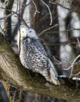 And one more owl