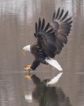 Attempting to catch a fish