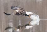 Catching another fish