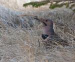 Northern Flicker