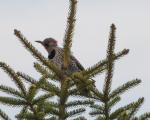 Northern Flicker