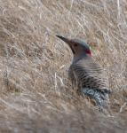 Northern Flicker