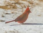 Cardinal