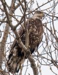 Immature Bald Eagle