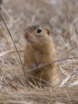 Ground Squirrel