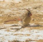 Female Cardinal