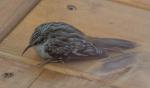 Brown Creeper