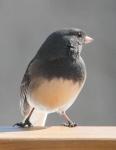 Junco