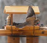 Mourning Dove