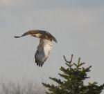 Red-Tailed Hawk