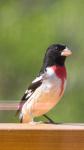 Rose-breasted Grosbeak