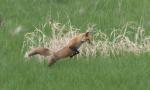 Red Fox