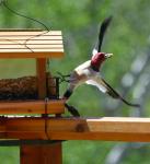 Red-Headed Woodpecker