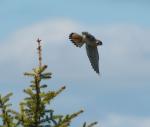 American Kestrel