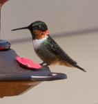 Ruby-throated Hummingbird