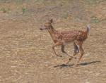 Fawn