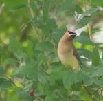 Cedar Waxwing