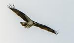 Osprey with fish