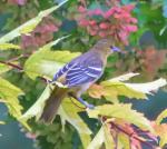 Not sure what this bird is