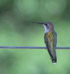 Hummingbirds