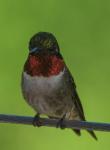 Hummingbirds