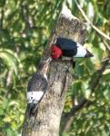 Red-headed Woodpecker feeding it's young