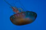 National Aquarium