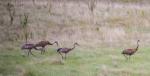 Sandhill Cranes