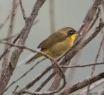 Common Yellowthroat