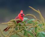 Northern Cardinal
