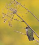 Hummingbird in the wild