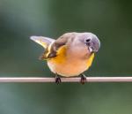 American Redstart - Female