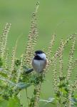 Chickadee