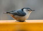 Nuthatch