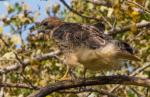 Just another hawk