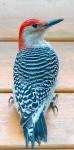 Red-Bellied Woodpecker