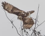 Red-tailed Hawk