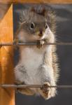 Climbing the deck rail
